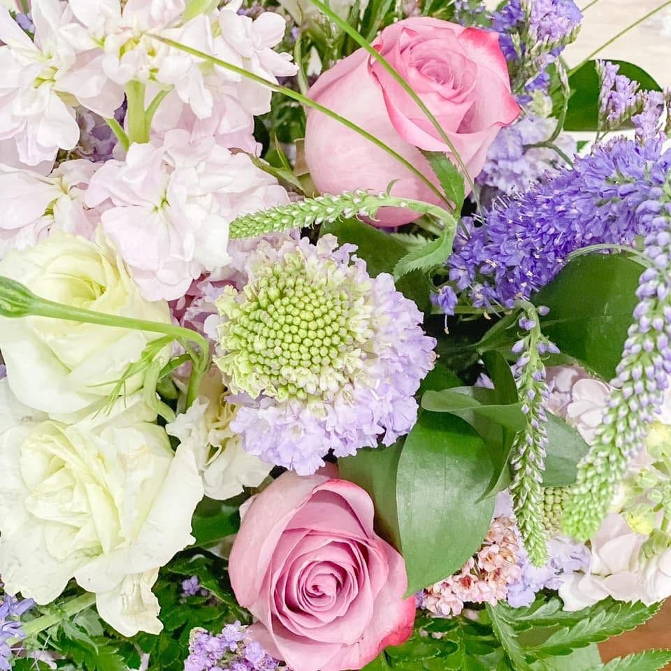 Pastel scabiosa closeup
