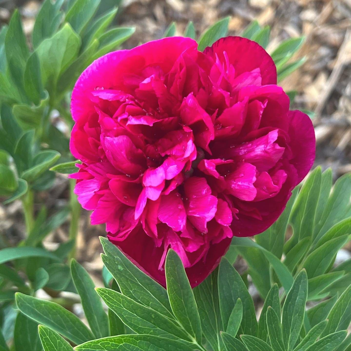 Peony