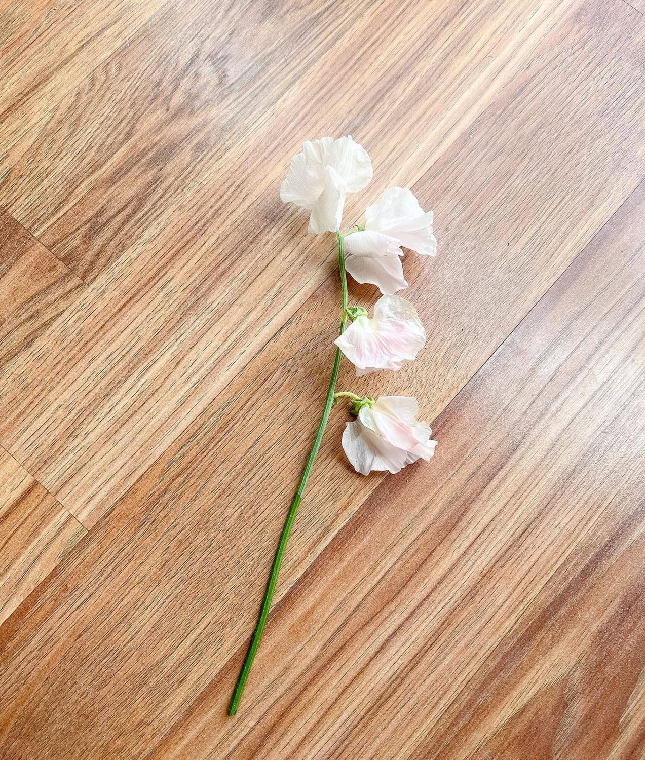Sweet pea boutonniere